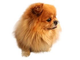 透明可爱小狗素材狗犬家畜宠物