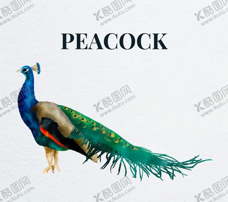 编号：73383510040644061562【酷图网】源文件下载-美丽孔雀侧影