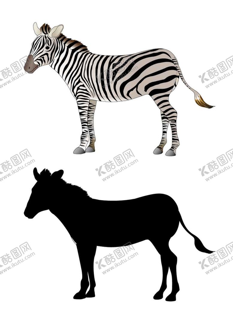 编号：02693709180355077294【酷图网】源文件下载-斑马