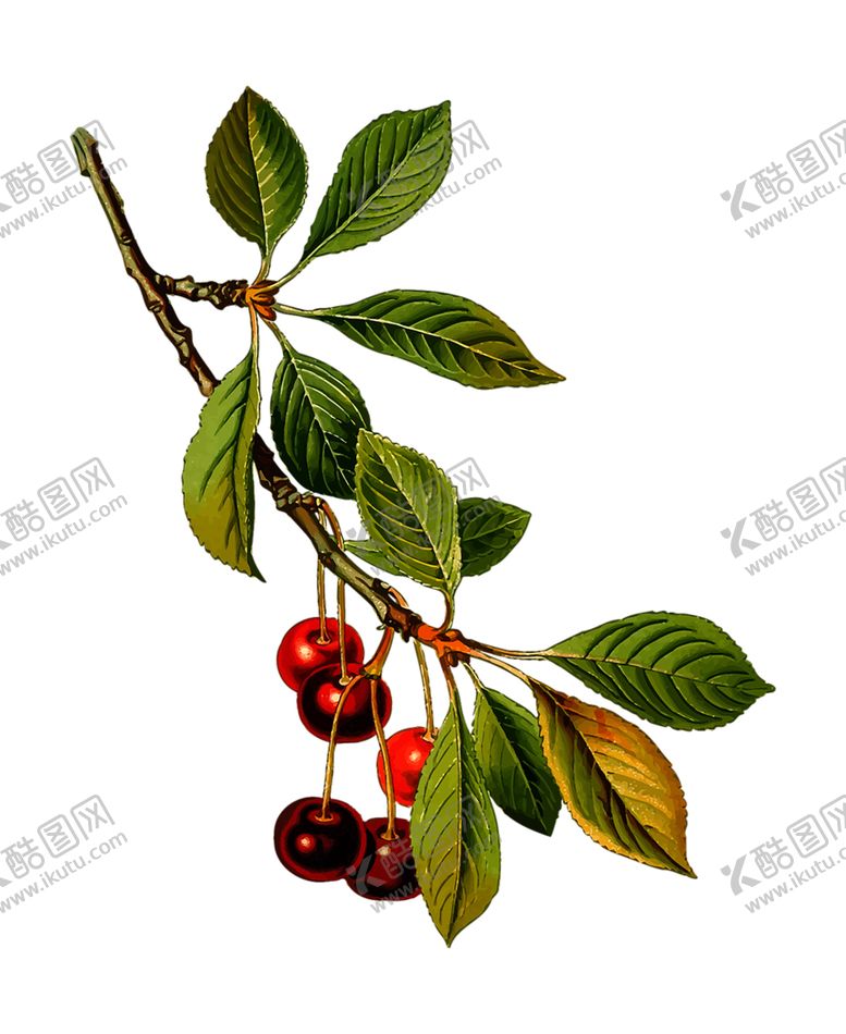 编号：64832610072331479155【酷图网】源文件下载-水果