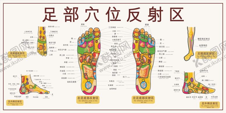 编号：79297012261701419396【酷图网】源文件下载-足部穴位图展板
