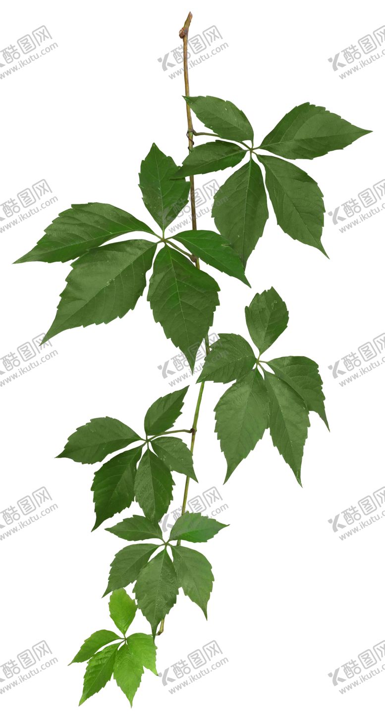 编号：84428710050645008818【酷图网】源文件下载-绿色植物