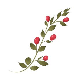 枸杞