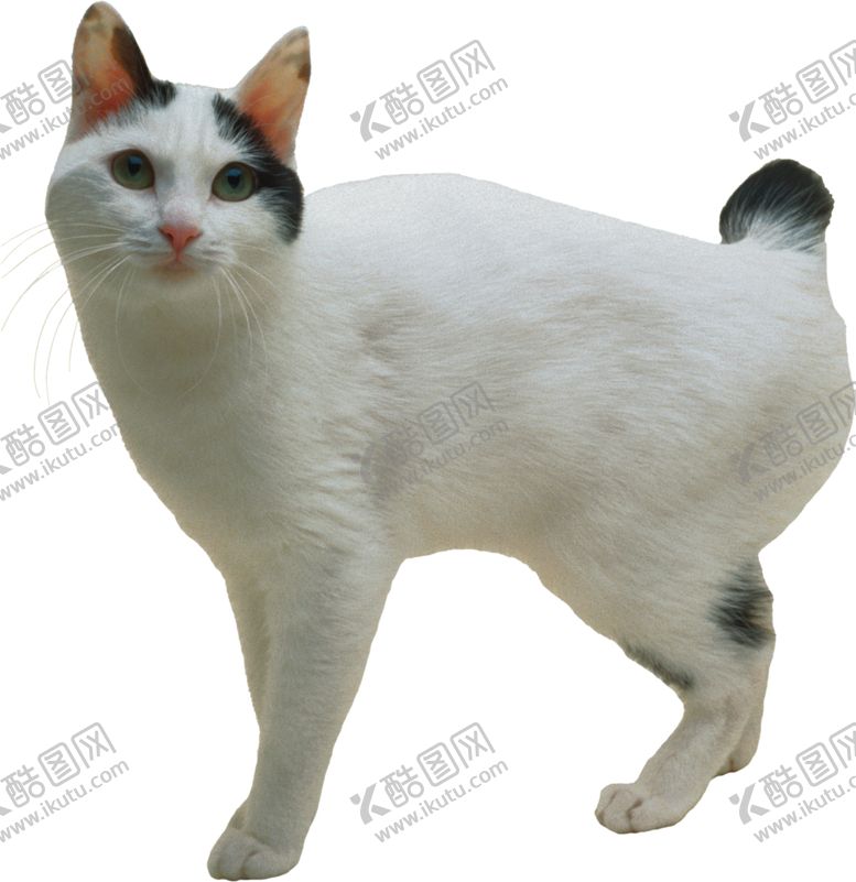 编号：59500406301706181623【酷图网】源文件下载-可爱动物小猫咪
