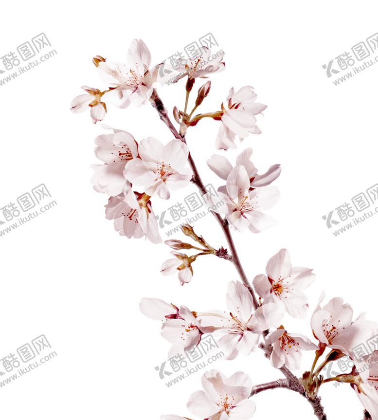 编号：81241405061446446825【酷图网】源文件下载-樱花