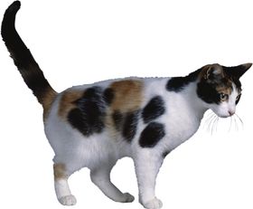 可爱动物猫咪