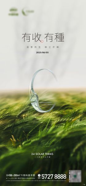 芒种节气麦穗小清新海报
