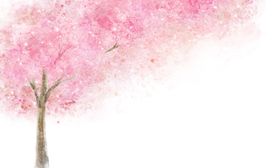 手绘樱花素材