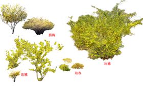 绿化灌木花