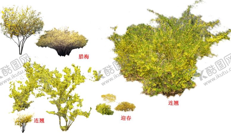 编号：32404205150335155696【酷图网】源文件下载-灌木花