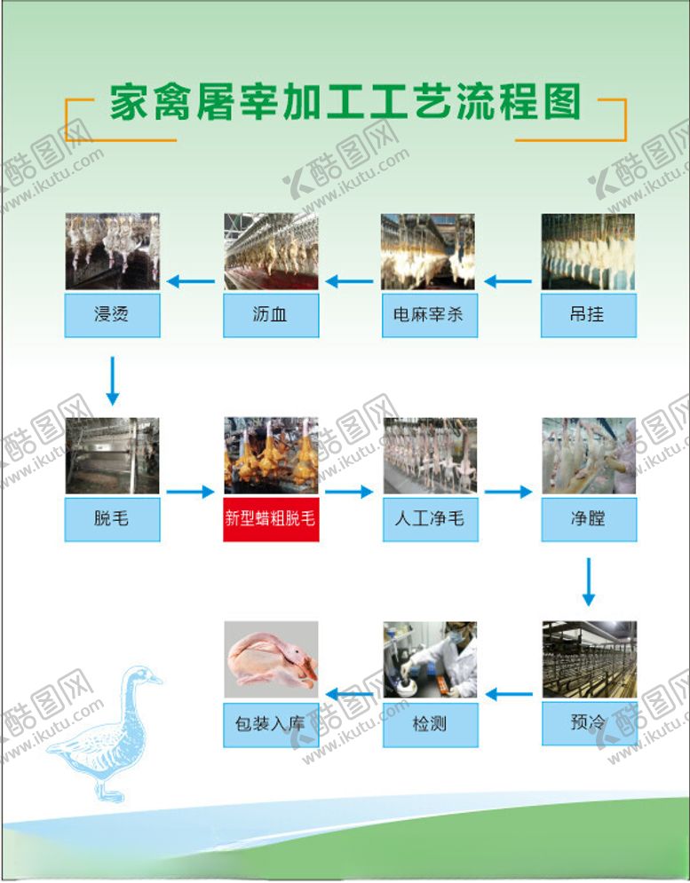 编号：62274702141536478325【酷图网】源文件下载-家禽屠宰工艺流程