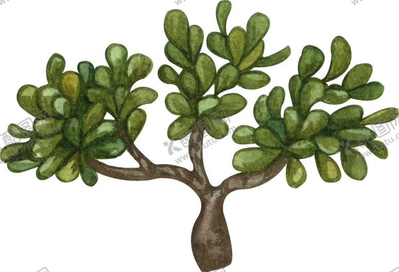 编号：74457409260911229444【酷图网】源文件下载-绿植水彩插画