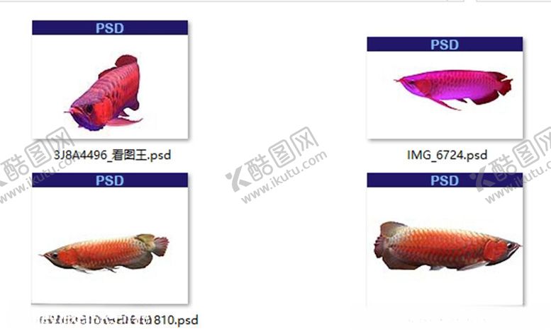 编号：29007311300250164156【酷图网】源文件下载-免抠红龙鱼水族观赏鱼素材