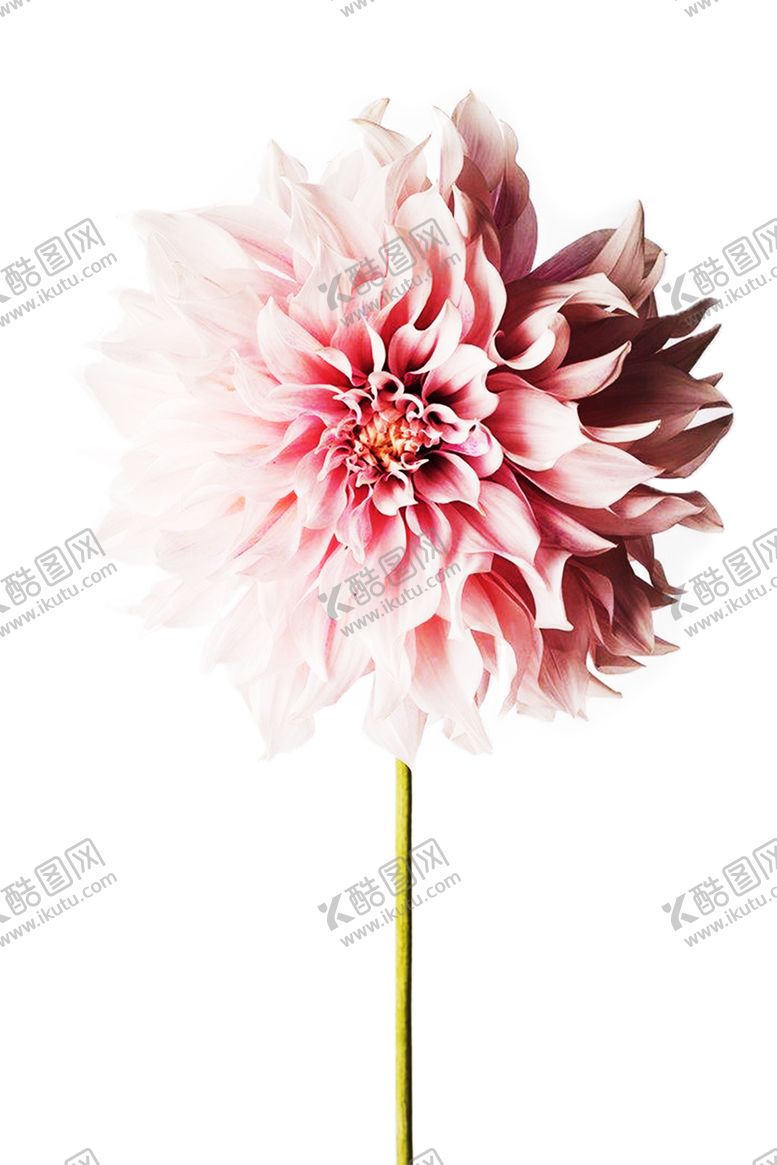 编号：52338109141111102958【酷图网】源文件下载-浪漫素材