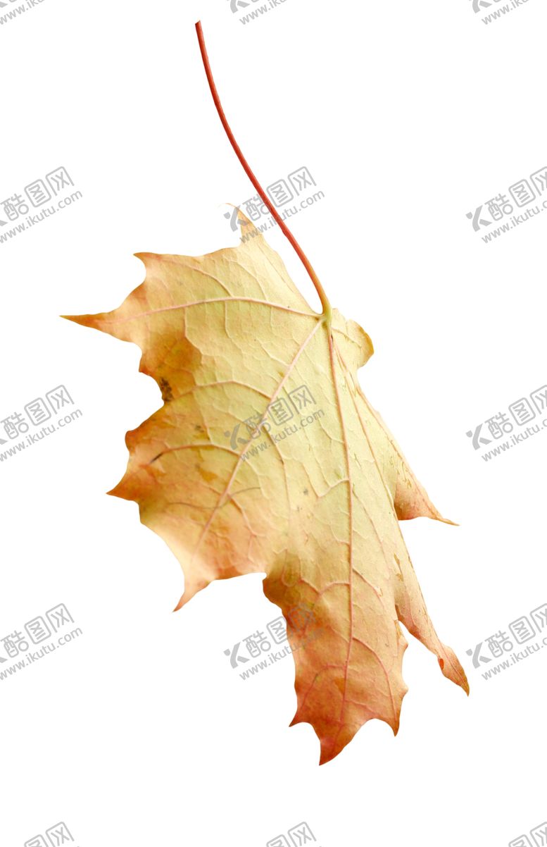 编号：80712707041715401009【酷图网】源文件下载-枫叶