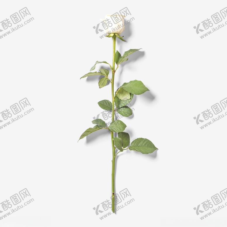 编号：11817402201451484005【酷图网】源文件下载-白玫瑰