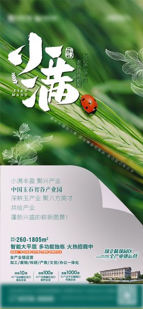 小满麦子七星瓢虫