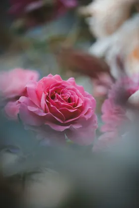 玫瑰花卉浪漫情人节