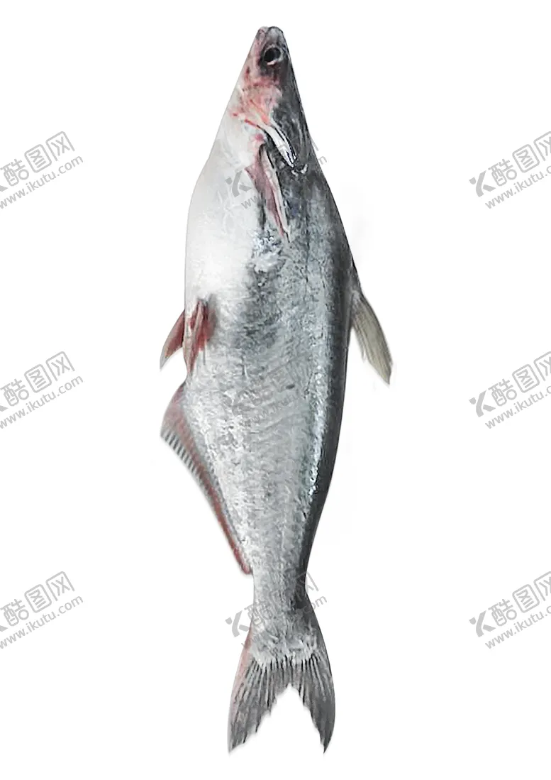 编号：14270803260246553424【酷图网】源文件下载-活鱼