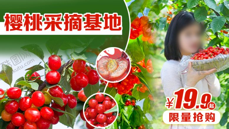 编号：09237109241415152419【酷图网】源文件下载-采摘樱桃