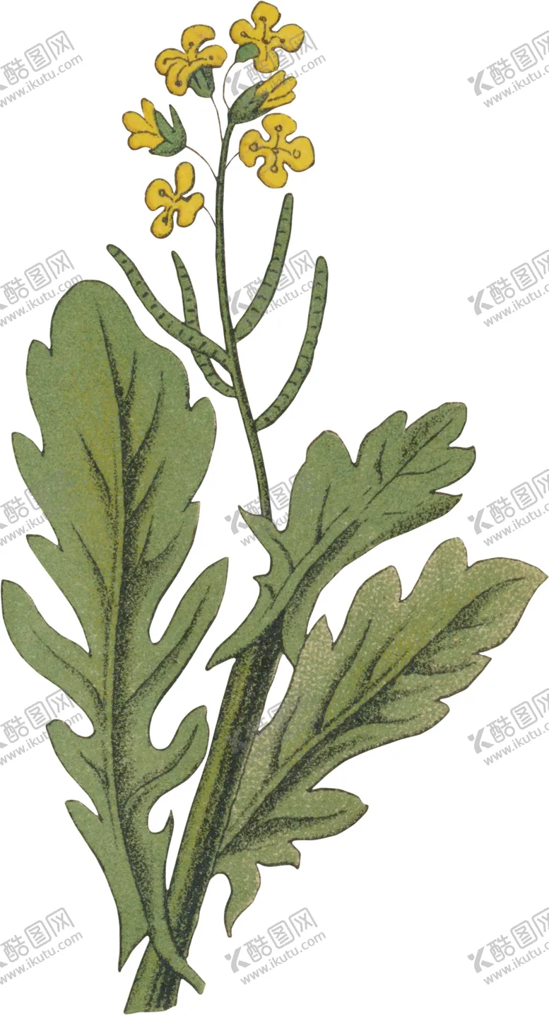 编号：83142205060446459765【酷图网】源文件下载-工笔插画
