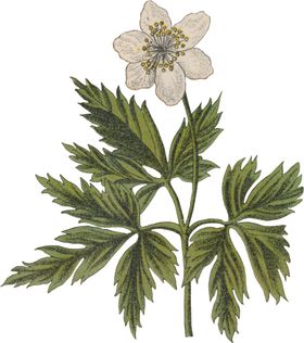 约克夏水彩插画