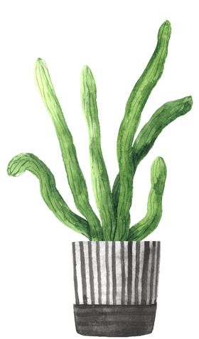 绿色家庭植物