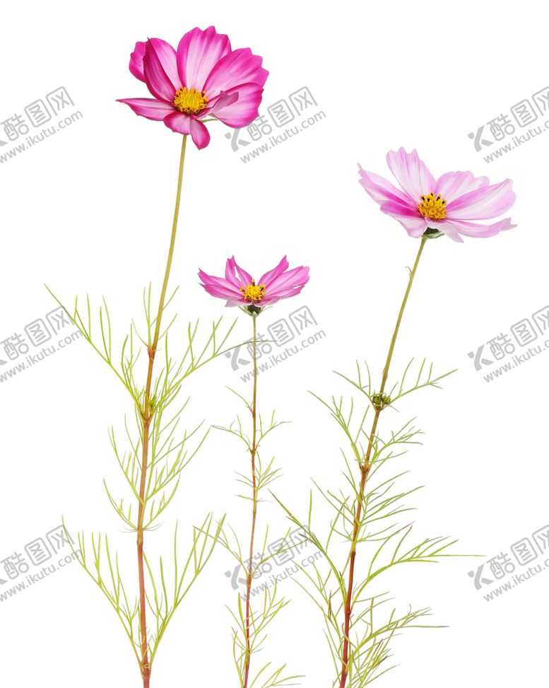 编号：76879801181522111559【酷图网】源文件下载-三枝花