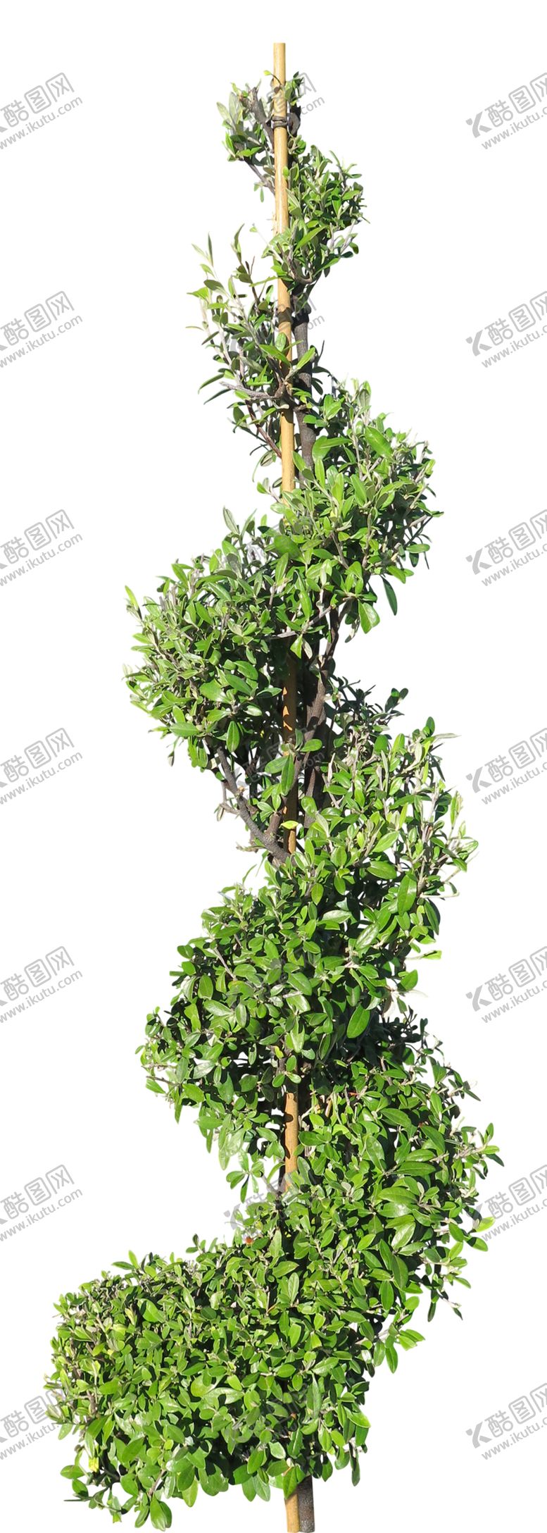 编号：96461007130010158409【酷图网】源文件下载-免扣植物树木素材