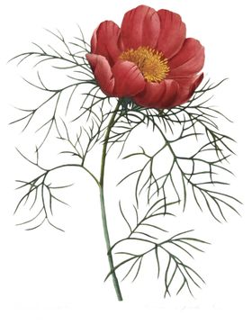 复古花