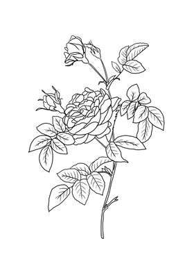 玫瑰花