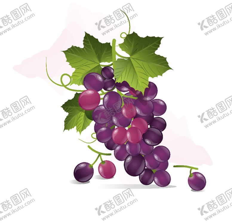 编号：29384210242024139807【酷图网】源文件下载-葡萄矢量图