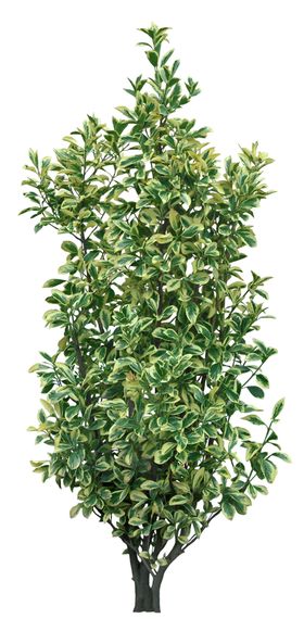 园林植物