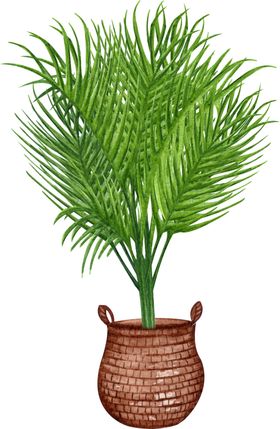 芭蕉插画