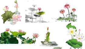 荷花
