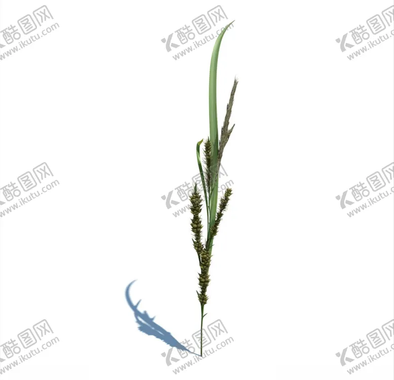 编号：47316504231347014724【酷图网】源文件下载-薹草