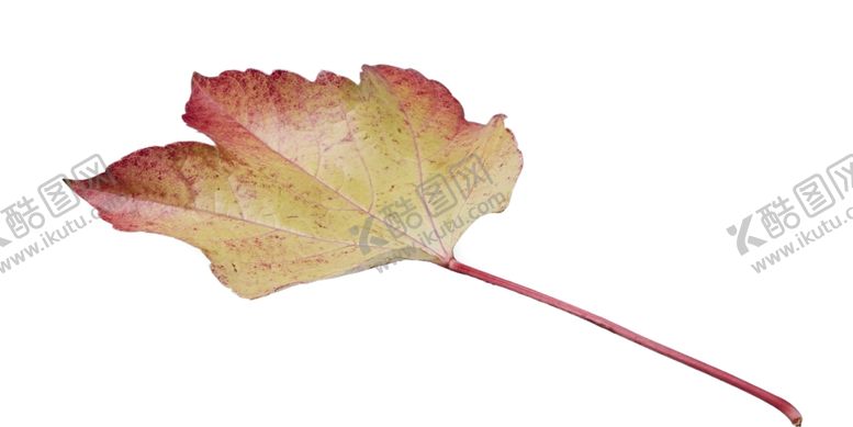 编号：61687810052318251885【酷图网】源文件下载-树叶