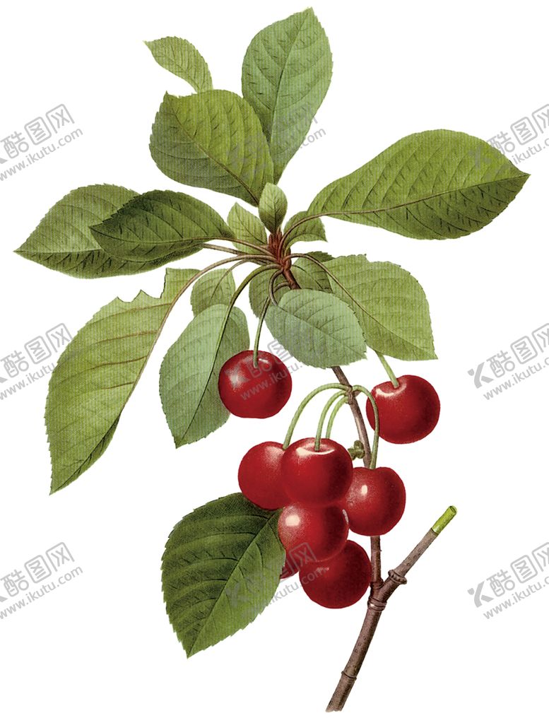 编号：88956009212011099189【酷图网】源文件下载-樱桃
