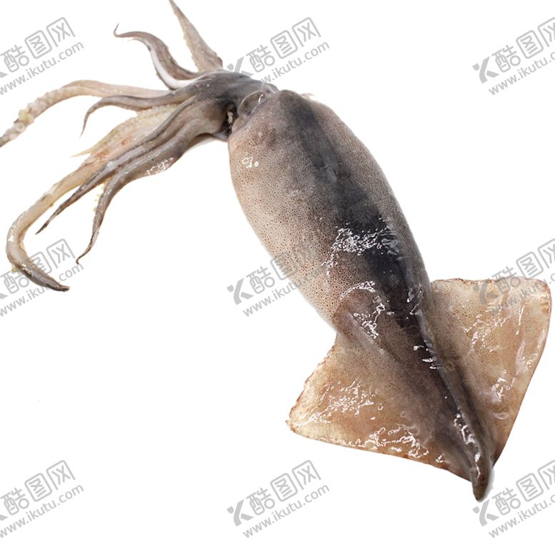 编号：69198910052115544248【酷图网】源文件下载-鱿鱼