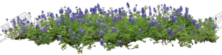 编号：13925009232350114214【酷图网】源文件下载-矮花卉