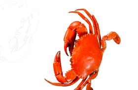 螃蟹红壳烹饪食材海报素材
