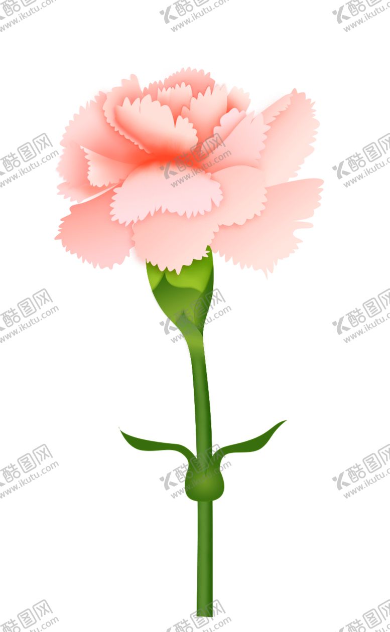 编号：42779910031038067529【酷图网】源文件下载-康乃馨