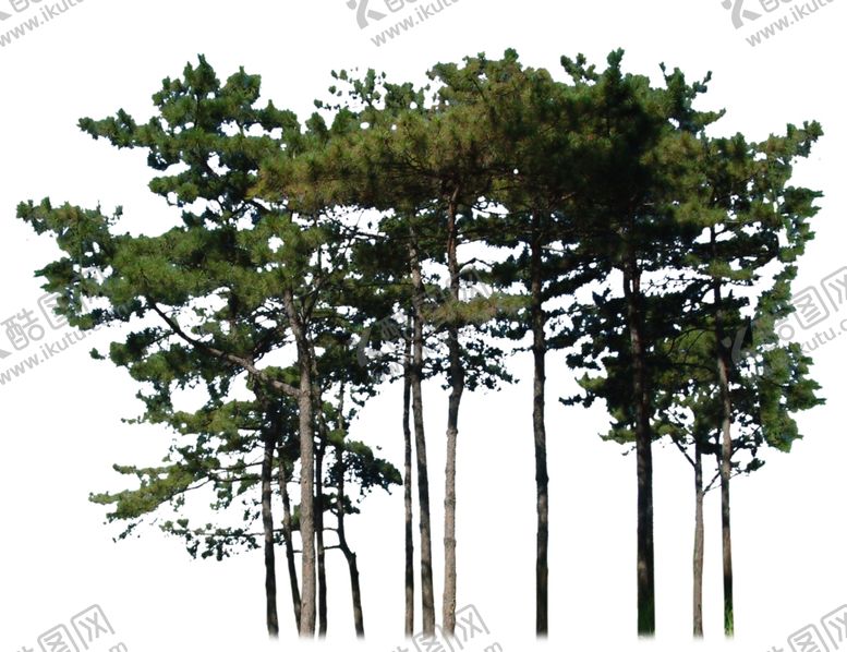 编号：43570410031431112236【酷图网】源文件下载-成品松树林