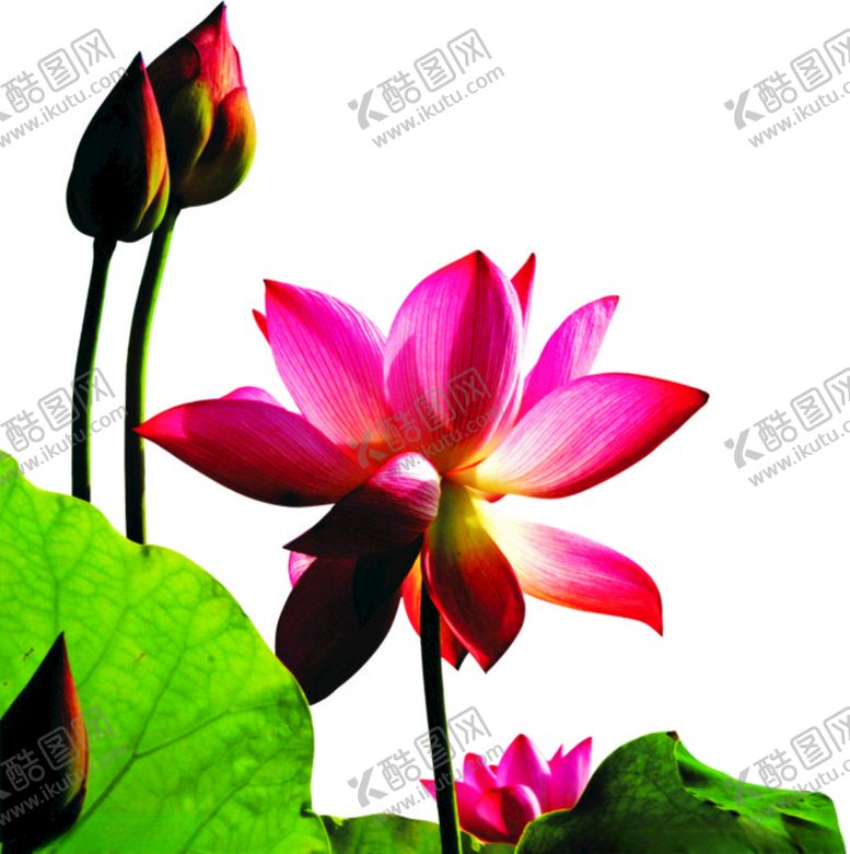 编号：15983609191630156356【酷图网】源文件下载-荷花