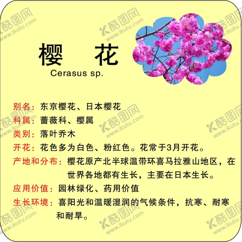 编号：78672701252311163266【酷图网】源文件下载-植物花草牌樱花