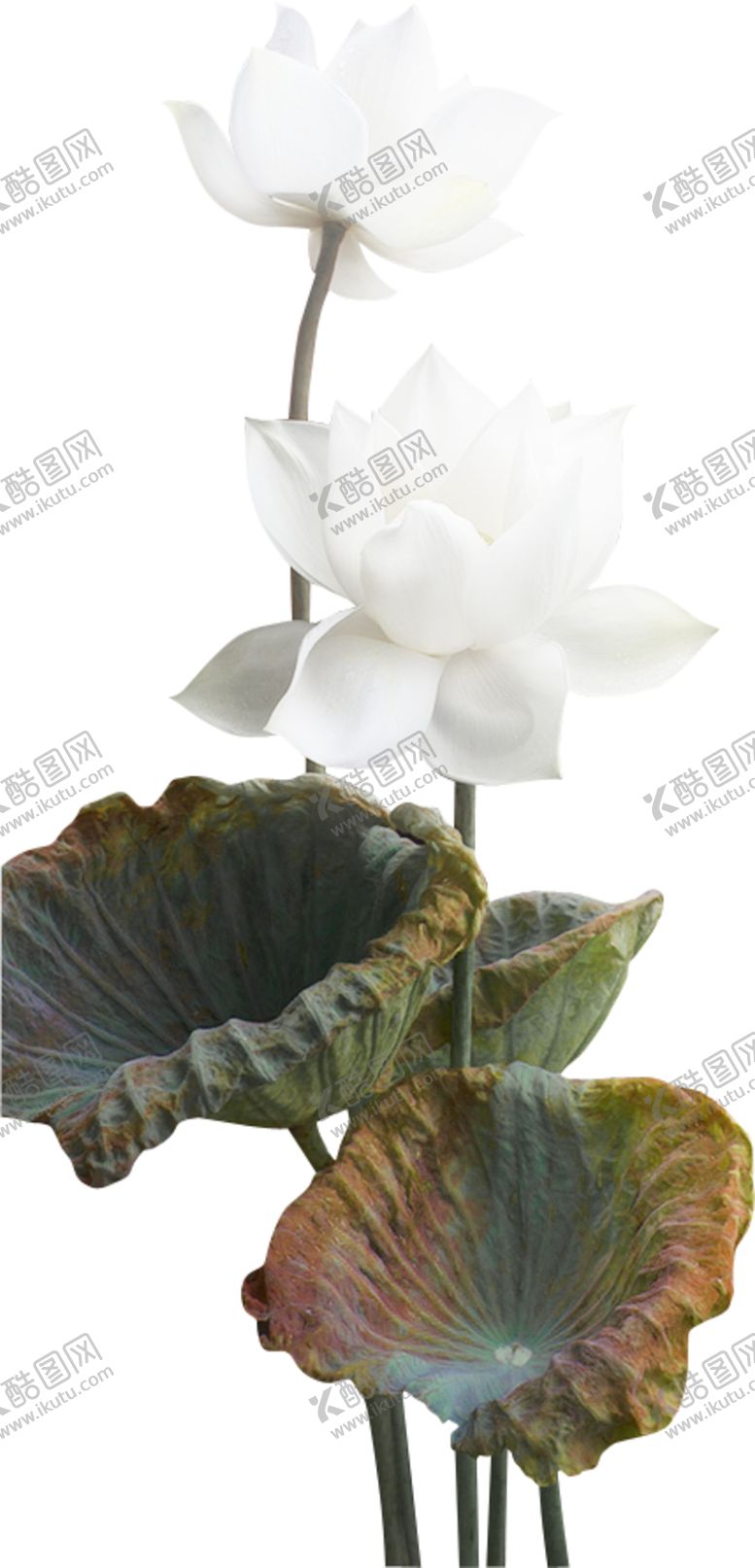 编号：71574406282300099170【酷图网】源文件下载-荷花元素