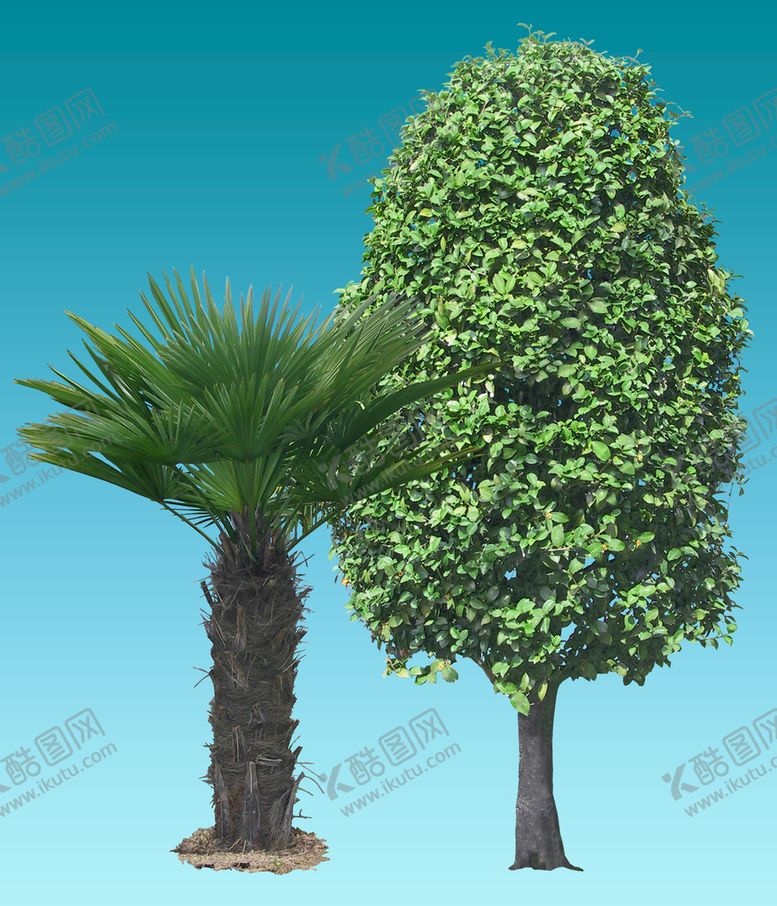 编号：61940309281131466381【酷图网】源文件下载-棕榈和小叶山茶