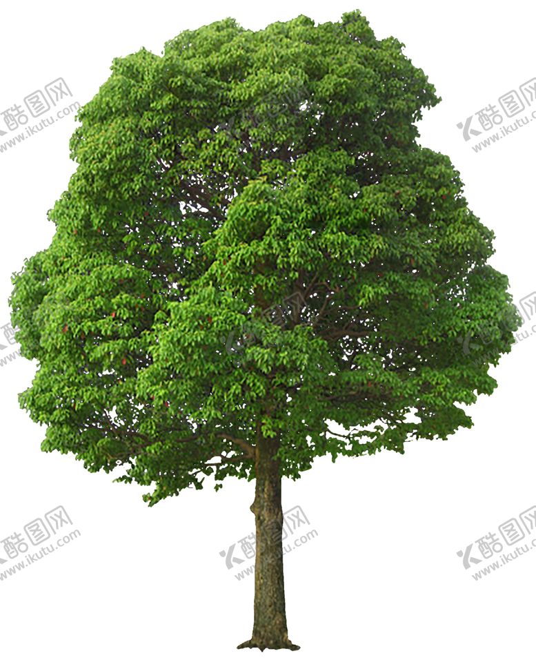 编号：91449210020441131167【酷图网】源文件下载-透明大树png素材