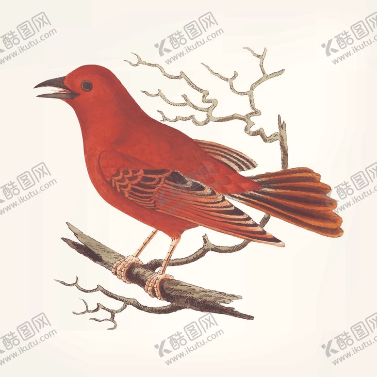 编号：48067710290950435876【酷图网】源文件下载-鸟类插画