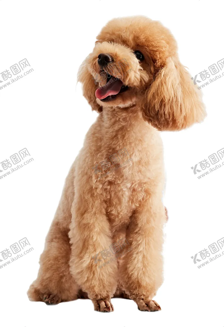 编号：58390501121401156479【酷图网】源文件下载-狗泰迪犬贵宾犬